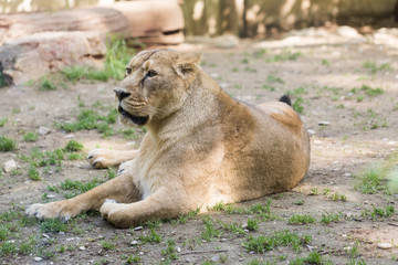 Lionne au zoo