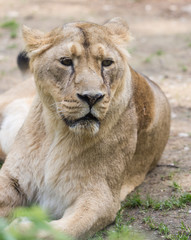 Lionne en gros plan