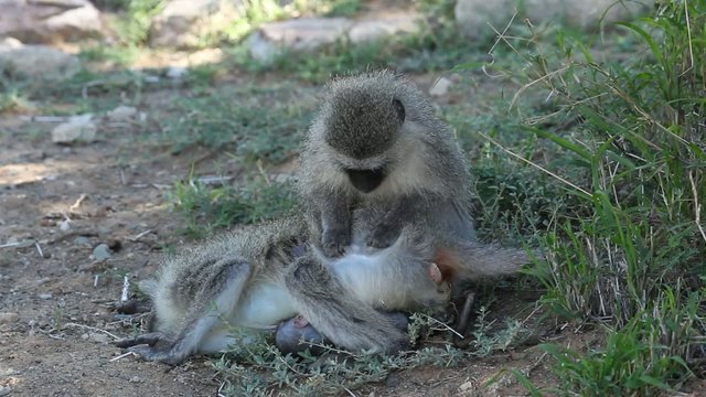 Vervet monkey grooming another