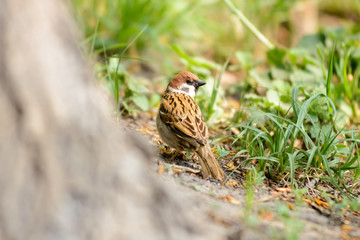 Sparrow on the Ground