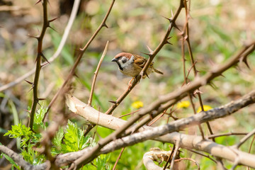 A sparrow hidden in a thorn bush