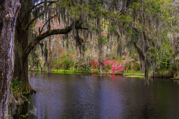 Lush South Carolina Swamp Garden - 82666598