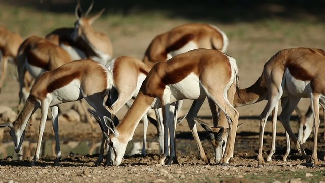 Springbok antelopes at waterhole, Kalahari desert 