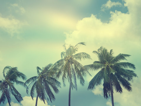 palm trees on the background of sky image with retro toning