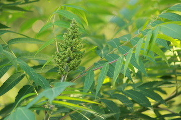 Кисточка уксусного дерева © Roman TINIAKOV