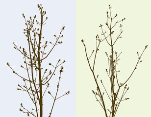 saplings
