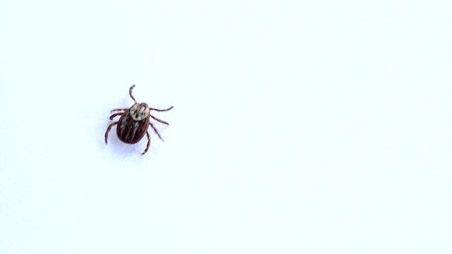 Closeup of tick walking through frame on white background