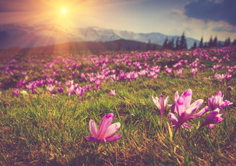 Spring flowers crocus on the background of mountains.