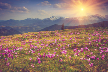 Spring flowers crocus on the background of mountains.