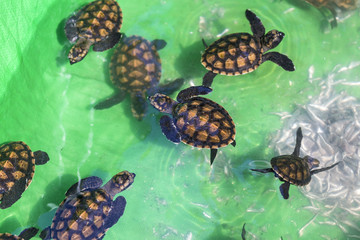 Baby green turtles.