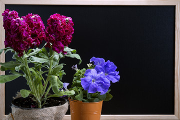 Flowers and a black chalk board