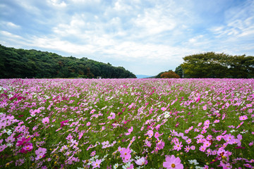 コスモス畑＠佐世保市展海峰