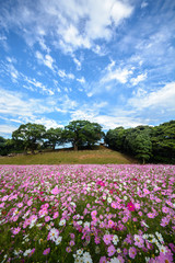 コスモス畑＠佐世保市展海峰