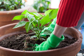 Giardinaggio