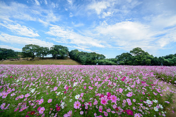 コスモス畑＠佐世保市展海峰