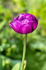 Flower magenta peony