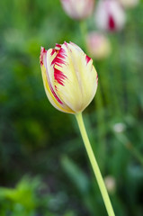 Flower Yellow tulips