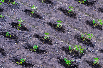 The beds with parsley