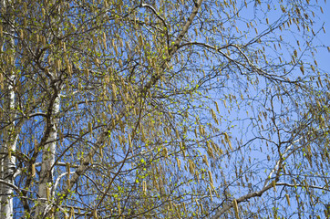 inflorescences(catkins) of birch