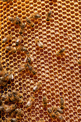 Bees sit on honeycombs with honey