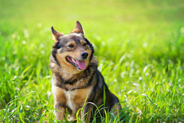 Dog sitting on a green lawn