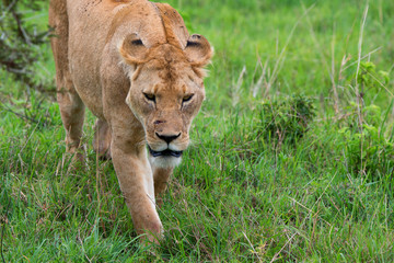 Closeup of lioness