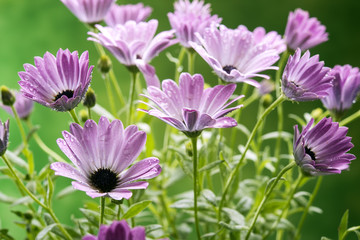 Fototapeta premium colorful daisies