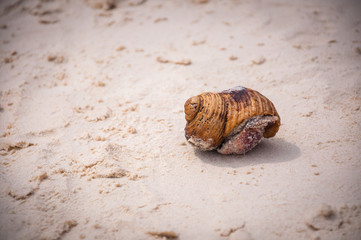 hermit Crab soft focus, shallow focus
