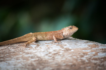 chameleon on stone, soft focus