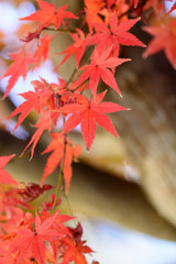 紅葉
