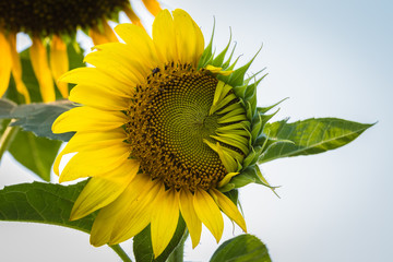 abnormal sun flower