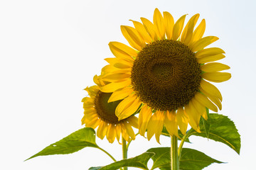 Sun flowers