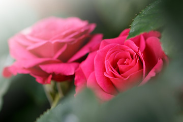 薔薇
