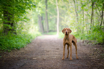 Vizsla