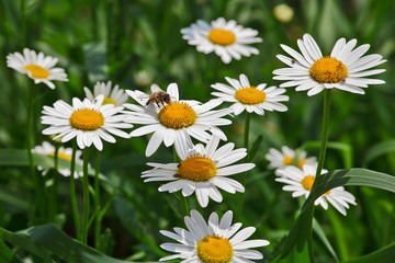 Fototapeta premium Bee on camomile.