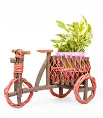 Fototapeta premium Epipremnum aureum in pots on White background