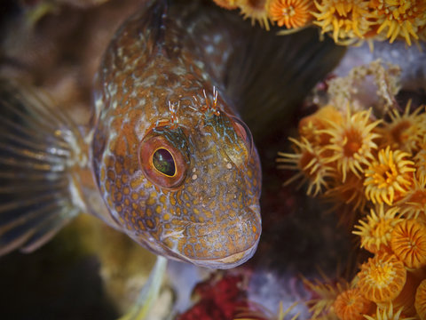 Variable blenny (Parablennius pilicornis)
