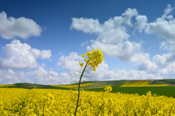Obraz premium agriculture