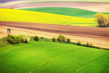 Field waves with trees, South Moravia