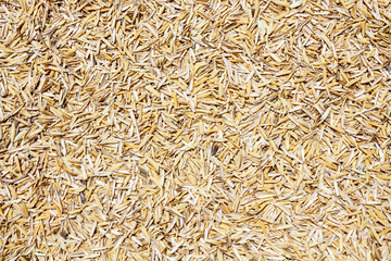 Rice Husk  on White background