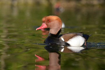 Red-crested Pochard, Netta rufina