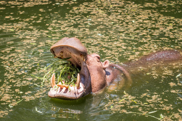 Fototapeta na wymiar Hippopotamus showing