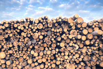 Many sawed pine logs stacked in a pile under cloudy sky