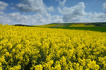 Obraz premium agriculture