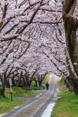 Fototapeta premium 桜のアーチ＠佐賀県武雄市
