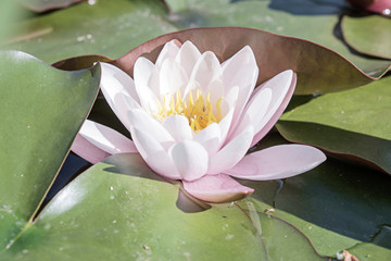 Fior di loto japan