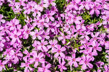 Blumenpracht Frühling