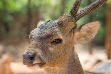 Close-up, Little deer have one horn