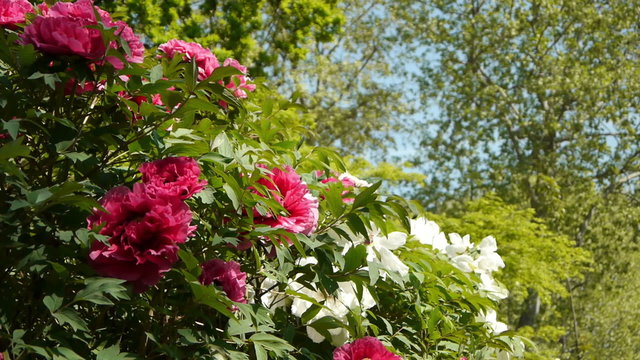 Pink and white peonies in a park. Paris, France