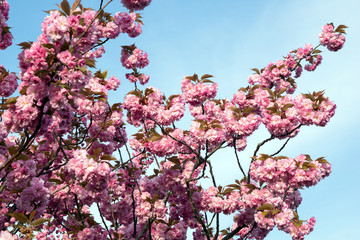 Almond tree / Almond tree at spring time